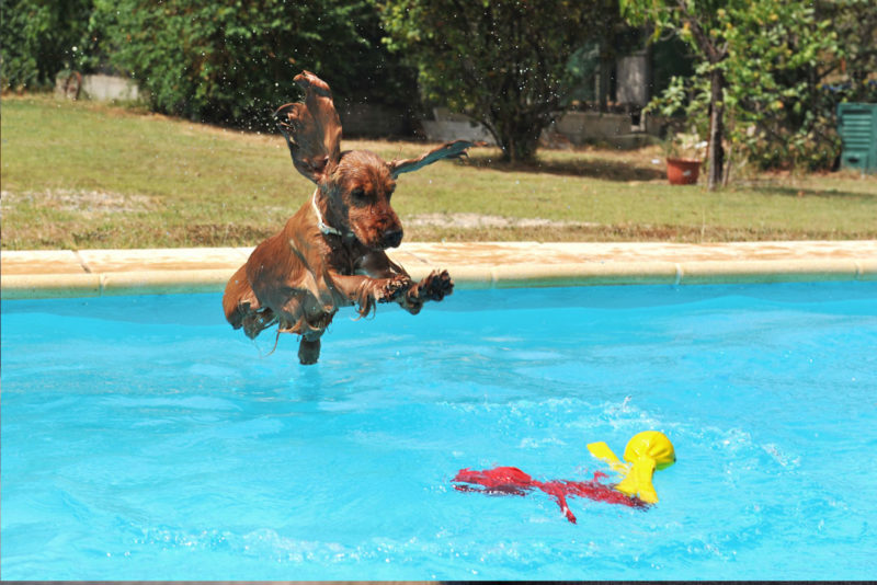 The Dog Wizard