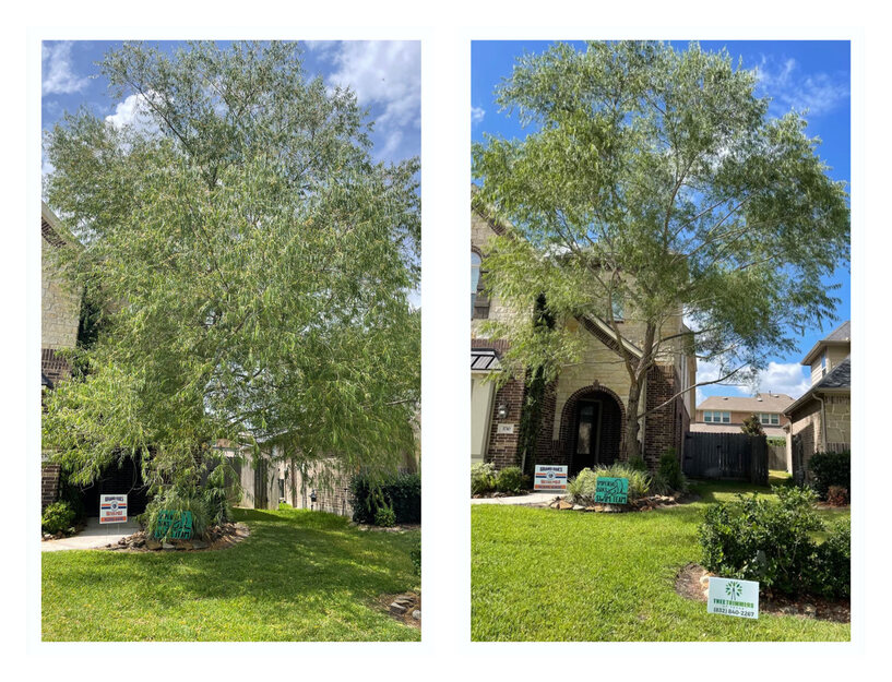 Tree Trimmes of Texas