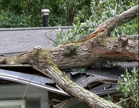 Tree Care USA